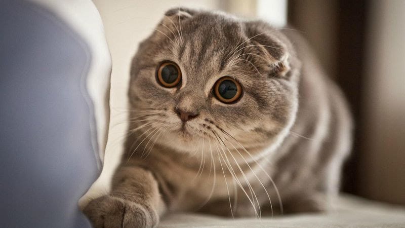 Cách chăm sóc mèo tai cụp Scottish Fold