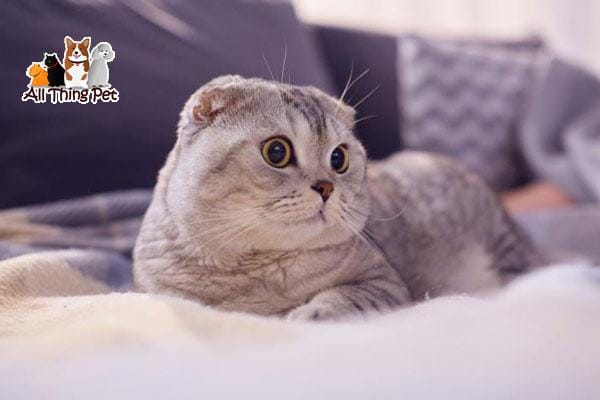 Mèo Scottish Fold tai cụp – Cách chăm sóc, nuôi dưỡng