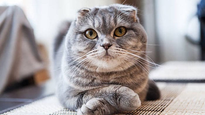 Mèo Scottish fold tai cụp ăn gì?