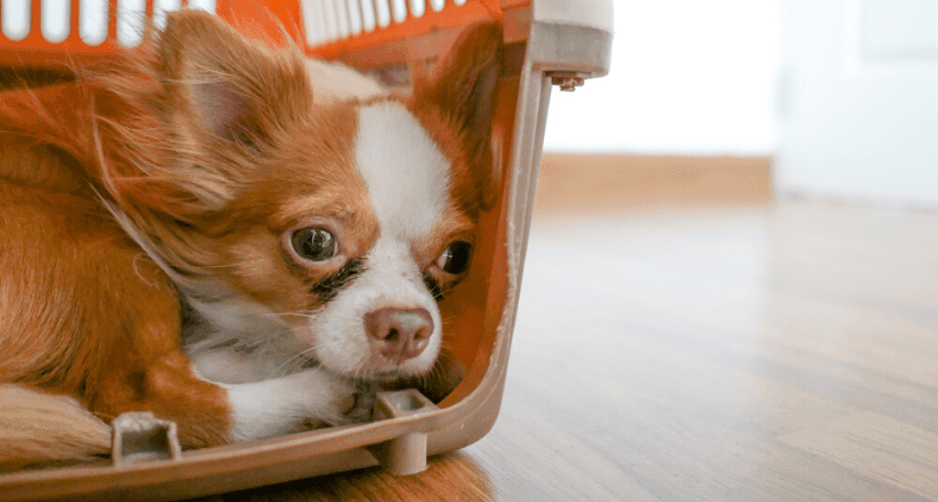 Chó bỏ ăn có nguy hiểm đến tính mạng không?