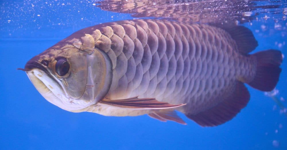 Khi cá Rồng bị bệnh rận nước thì làm sao để chữa trị triệt để bệnh này?