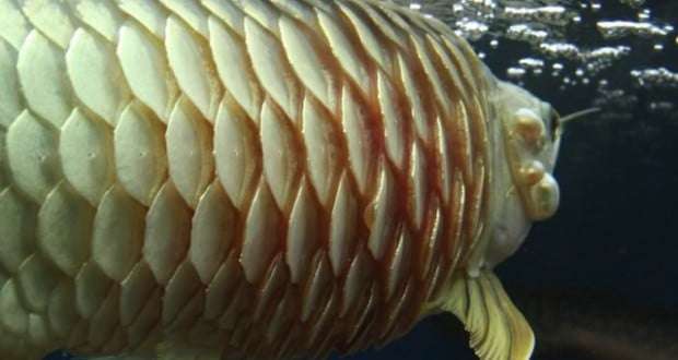 Bệnh rận nước là gì?