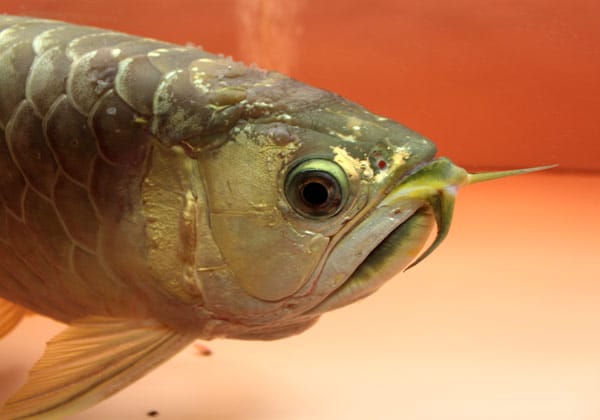 Biểu hiện của bệnh rận nước