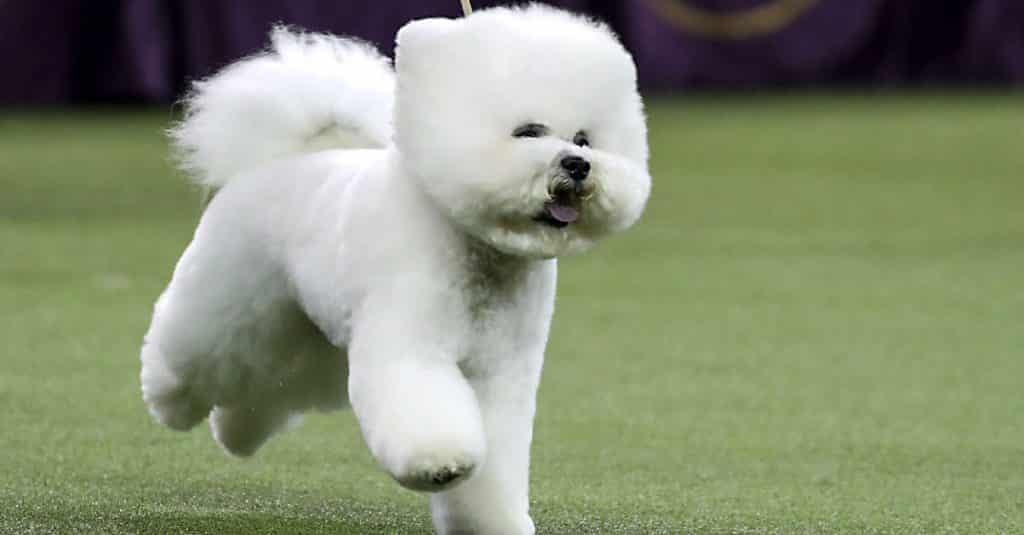 Dinh dưỡng cho chó Bichon Frise 