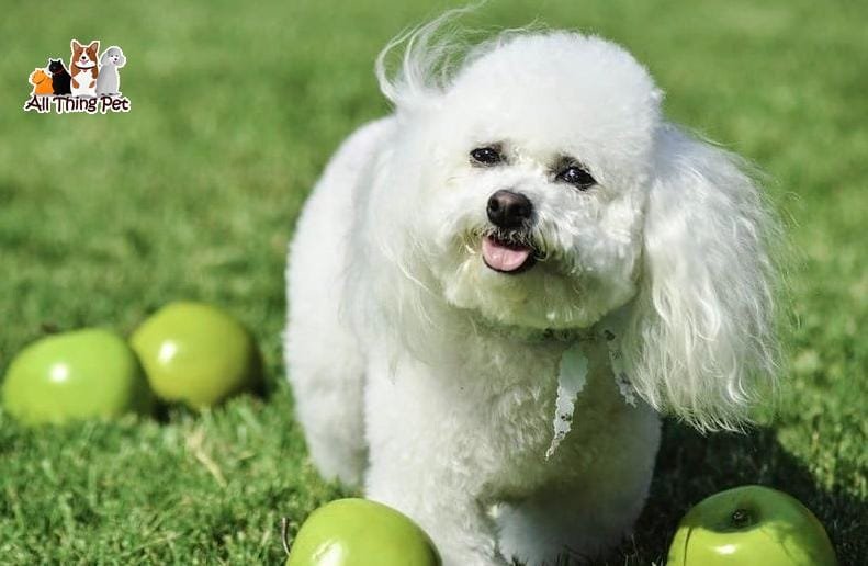 Kinh nghiệm nuôi chó Bichon Frise lớn khỏe đáng yêu
