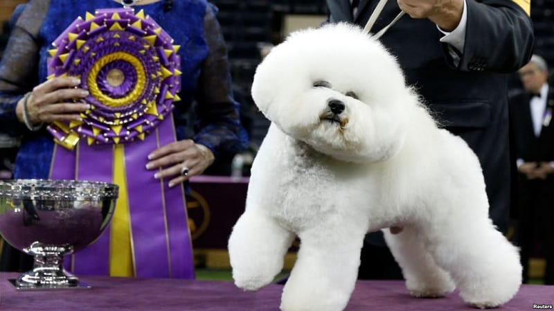 Giới thiệu chung về chó Bichon Frise