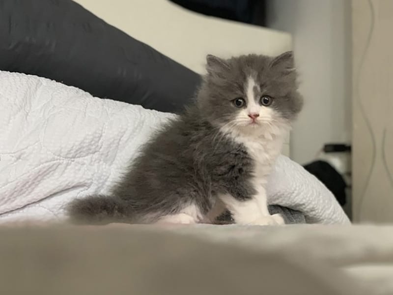 Một vài lưu ý khác khi nuôi mèo Anh lông dài