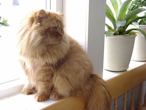 Một vài lưu ý quan trọng khi nuôi mèo Anh lông dài