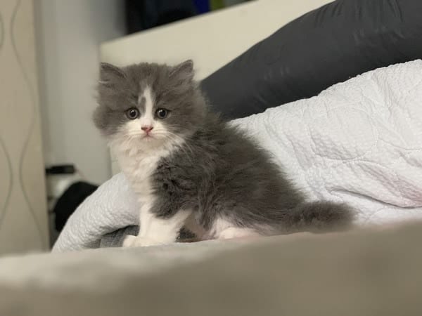 Nuôi mèo Anh lông dài thì cho ăn gì?