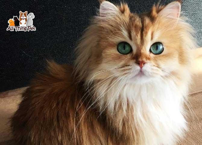 Kinh nghiệm nuôi mèo Anh lông dài mà bạn nên biết - Thú Cưng