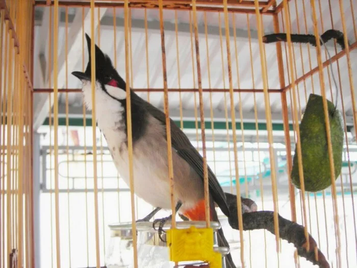 Tắm cho chim chào mào