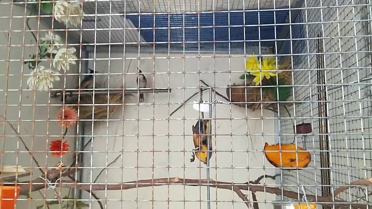 Làm thế nào để tắm cho chim