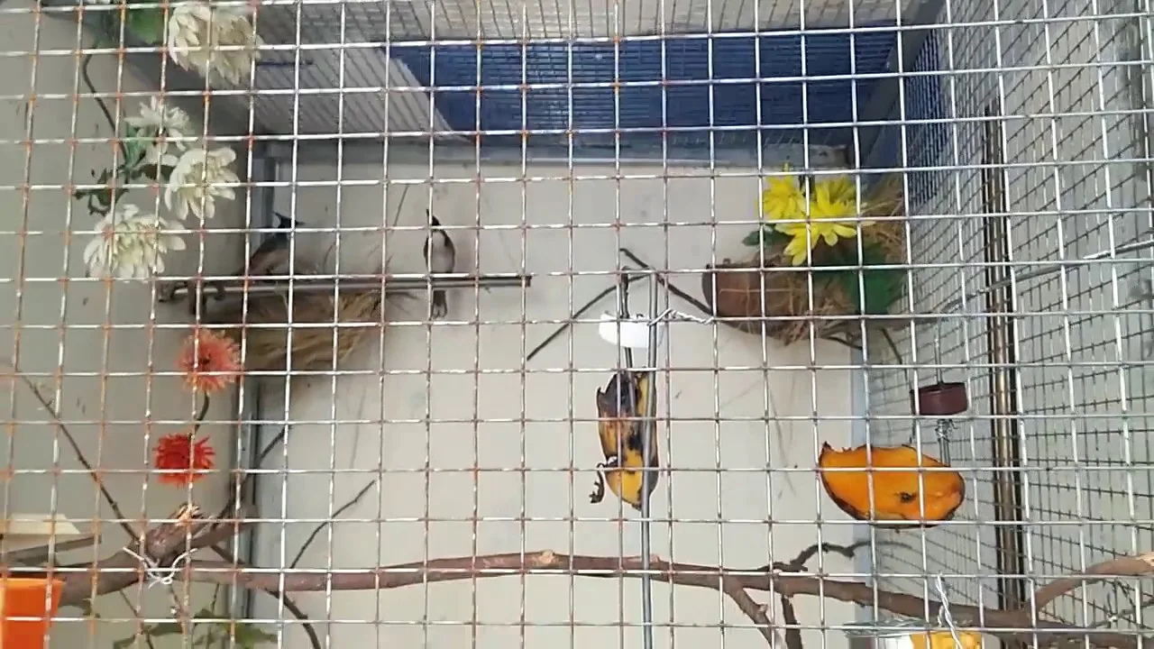 Làm thế nào để tắm cho chim