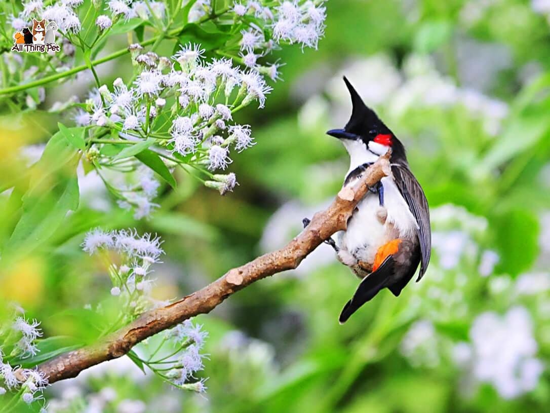 Kinh nghiệm tắm cho chim chào mào khi chăm sóc