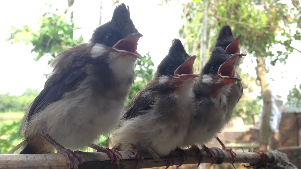 Bí quyết khi tắm cho chim