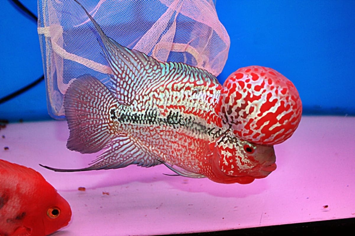 Cá La Hán là giống cá hung dữ, hiếu chiến