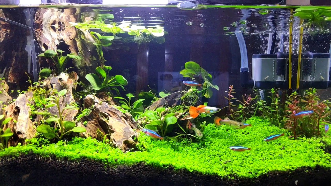 Nên cạo rêu hàng ngày để bể luôn sạch sẽ