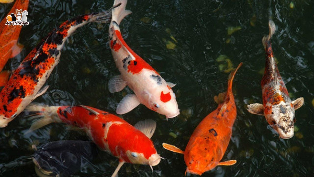 Nuôi và chăm sóc cá chép Nhật tương đối công phu