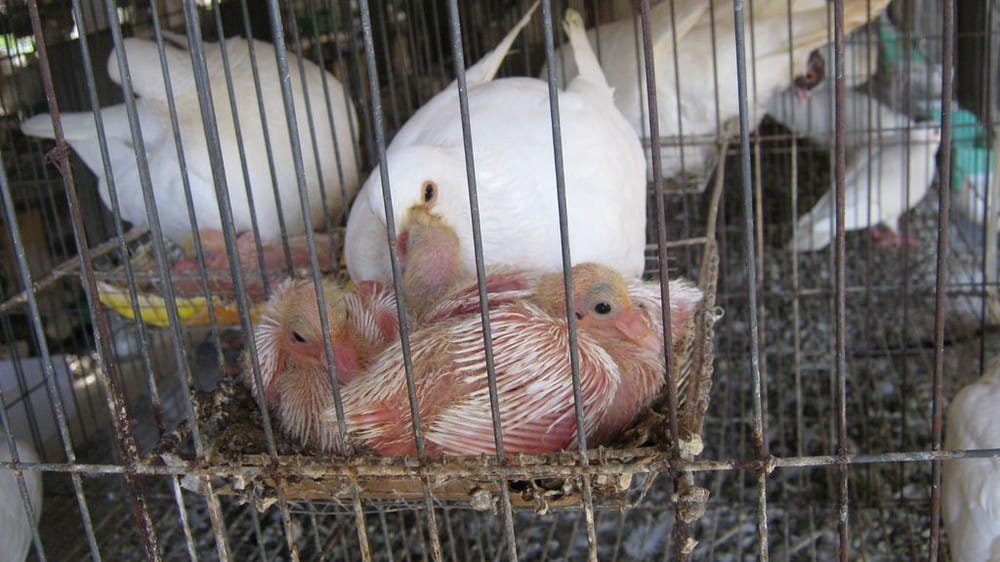 Nên cho chim bồ câu ăn gì