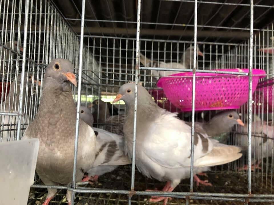 Thiết kế chuồng nuôi tạo điều kiện thông thoáng cho chuồng