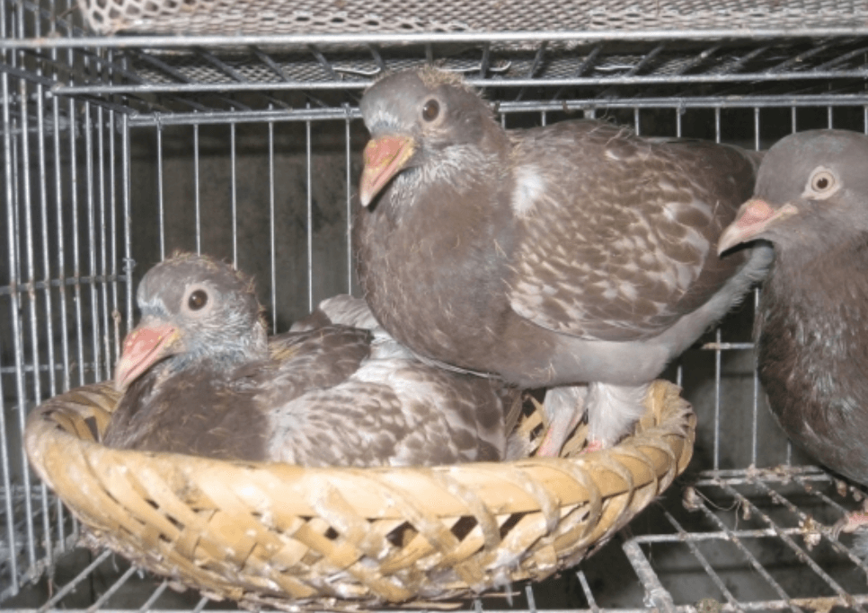 Quan tâm chăm sóc khi chim còn non