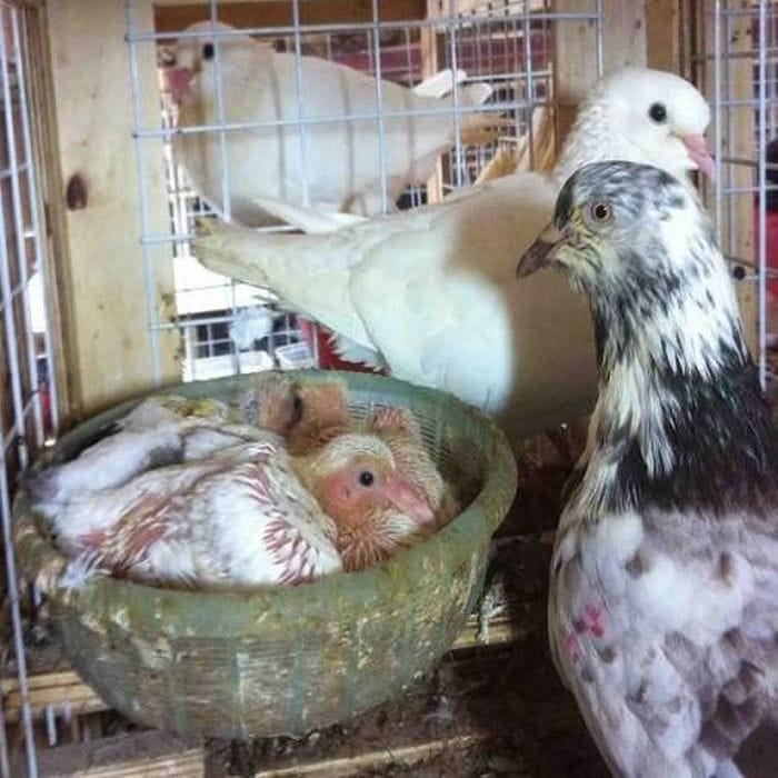 Một số cách phòng bệnh cho chim bồ câu khi nuôi