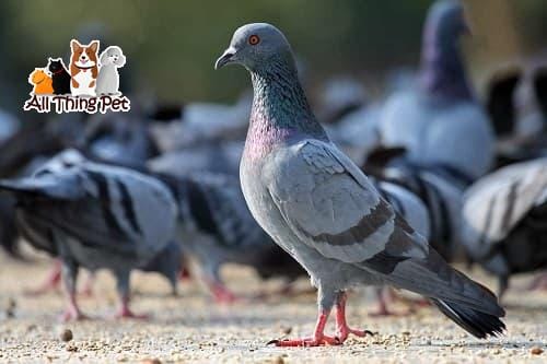 Làm cách nào để chim bồ câu tăng cường sức khỏe?