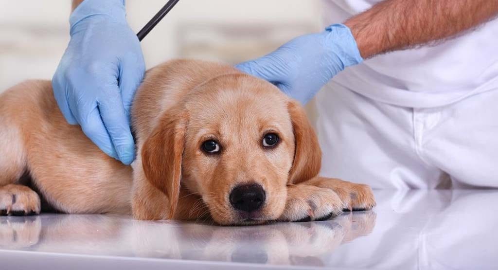 Làm cách nào để có thể điều trị được cho chó bị nôn ra máu?