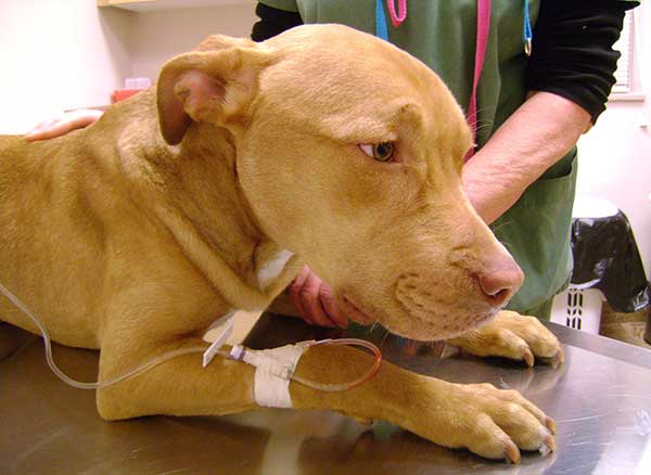 Làm cách nào để có thể điều trị được cho chó bị nôn ra máu?