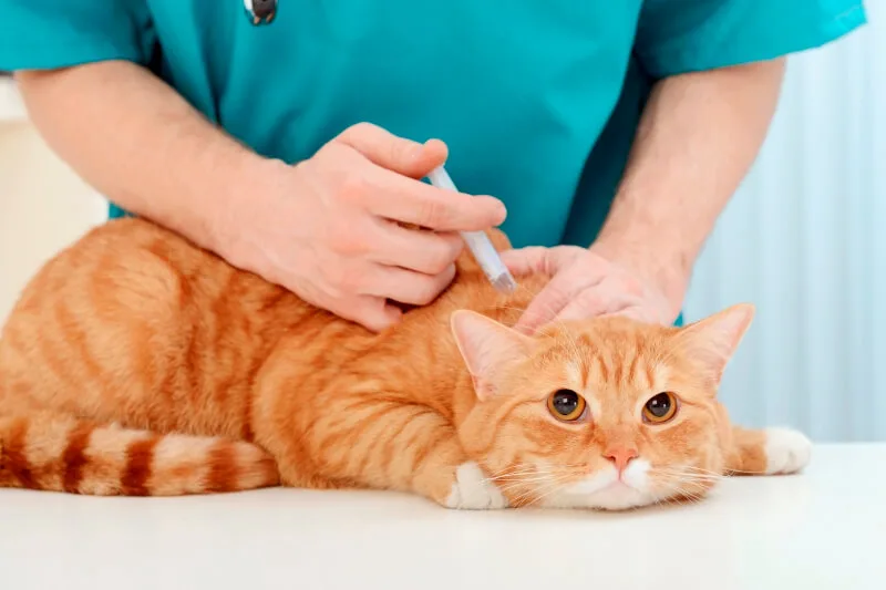Làm cách nào để điều trị khi mèo bị tràn dịch màng phổi?