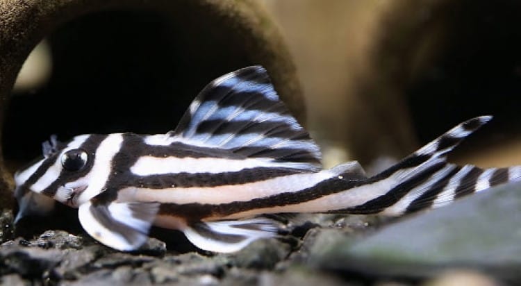 cá Pleco có nhiều tập tính kỳ lạ