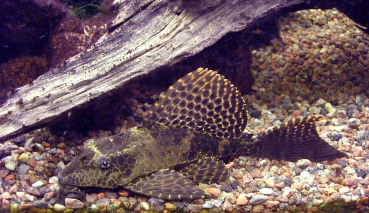 cá Pleco rất dạn người