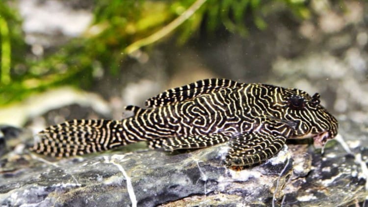 nhiều người yêu thích nuôi cá Pleco