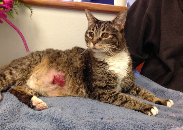 Làm thế nào để chữa trị cho mèo mắc bệnh ung thư ?