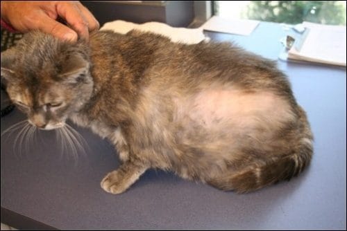 Làm thế nào để chữa trị cho mèo mắc bệnh ung thư ?