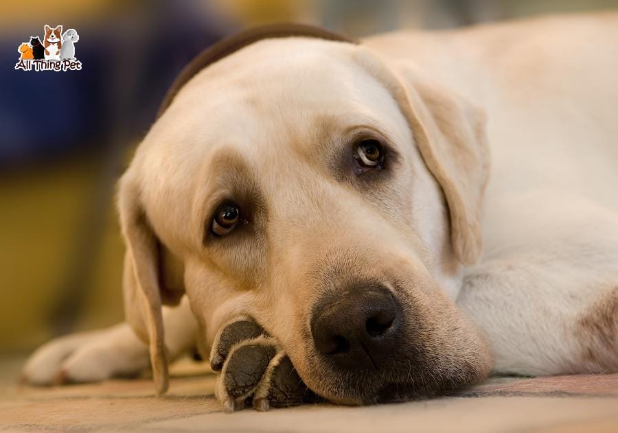 Làm thế nào để điều trị cho chó bị viêm gan mãn tính?