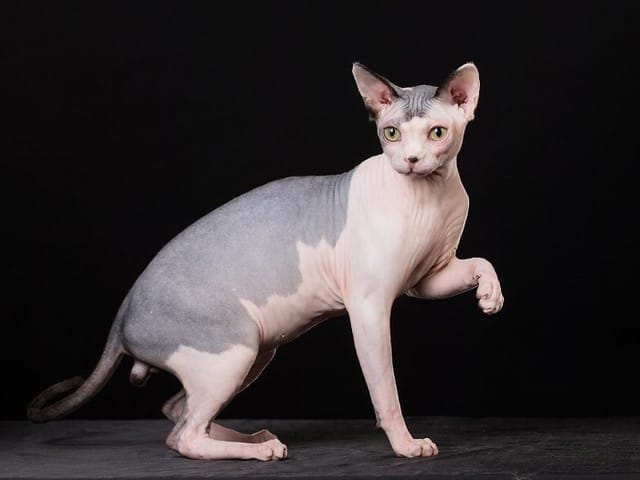 Cơ thể mèo Sphynx nhẵn nhụi, da chỉ có một lớp lông tơ mỏng đẹp