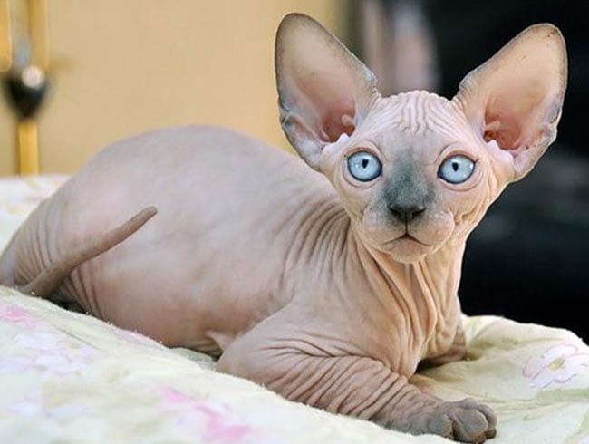 Mèo Sphynx thuần chủng