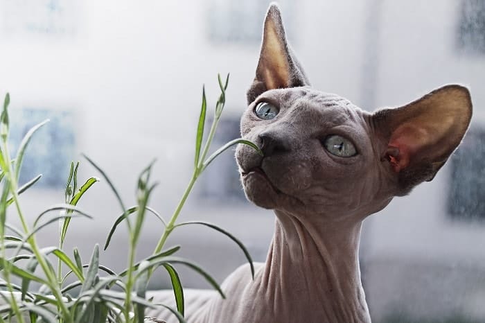 Mèo Sphynx vẫn được nhiều người yêu thích