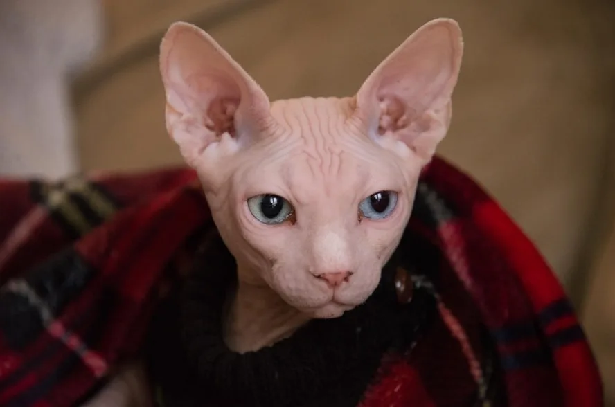 Nguồn gốc  xuất xứ của mèo Ai Cập Sphynx