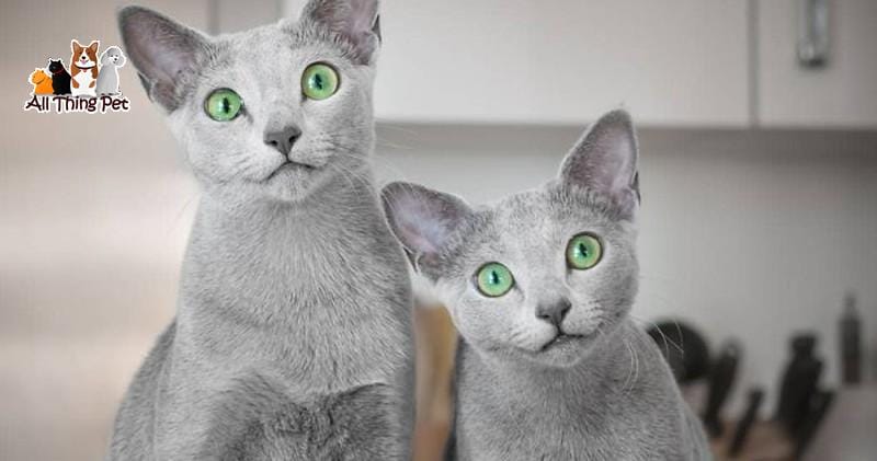 Loài mèo sở hữu đôi mắt xanh huyền thoại - Mèo Nga - Tin Tức Vật Nuôi 24h
