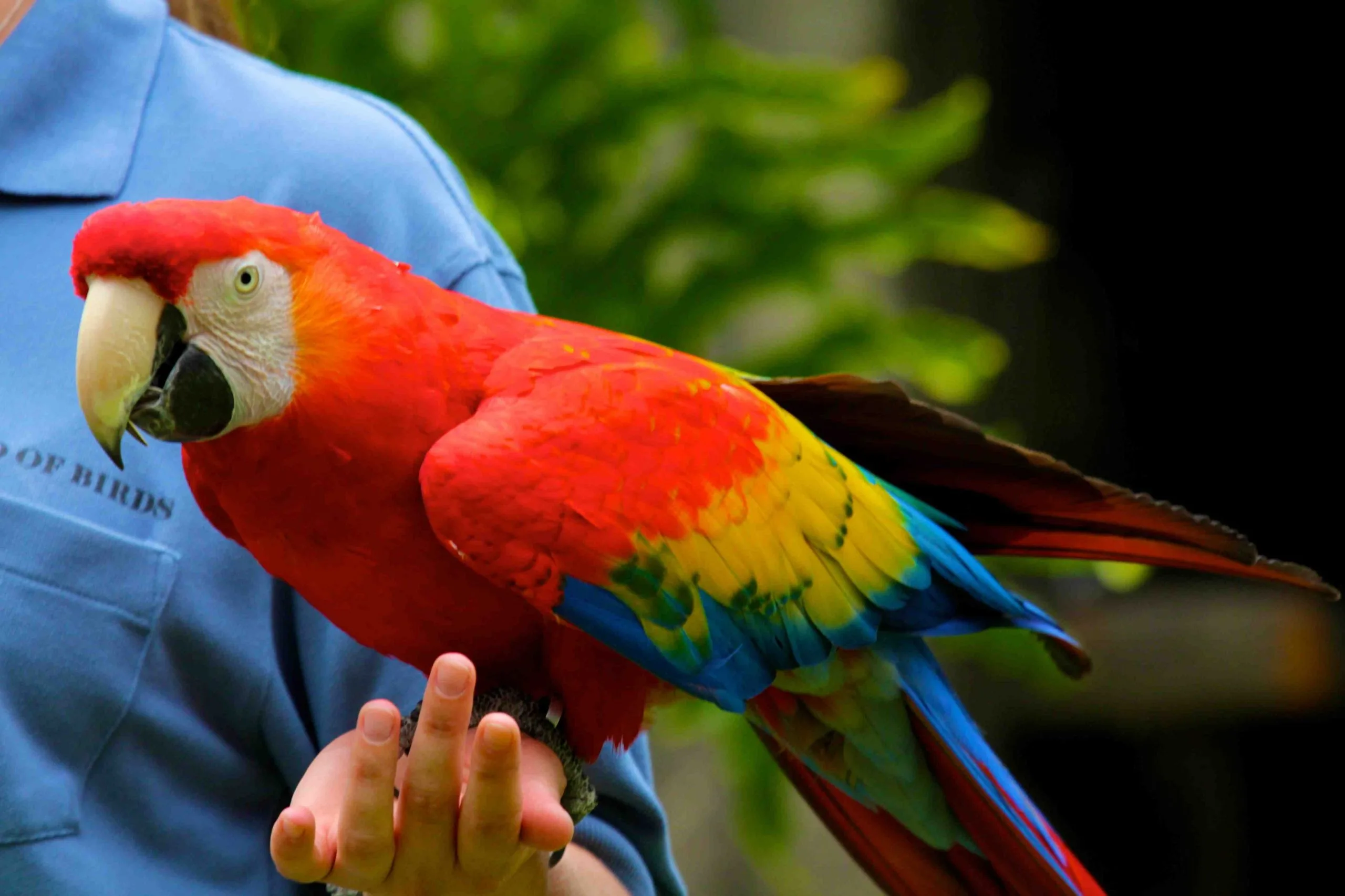 Giống vẹt lory
