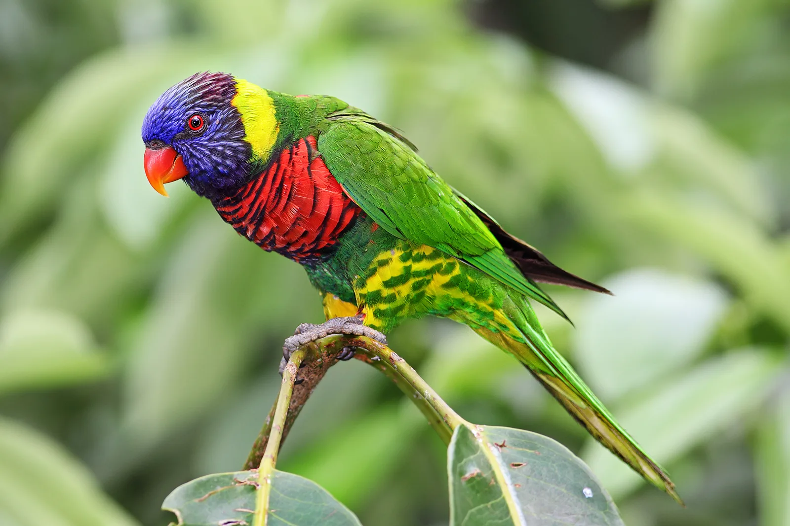 Loài vẹt lory mang vẻ đẹp hoàn mỹ