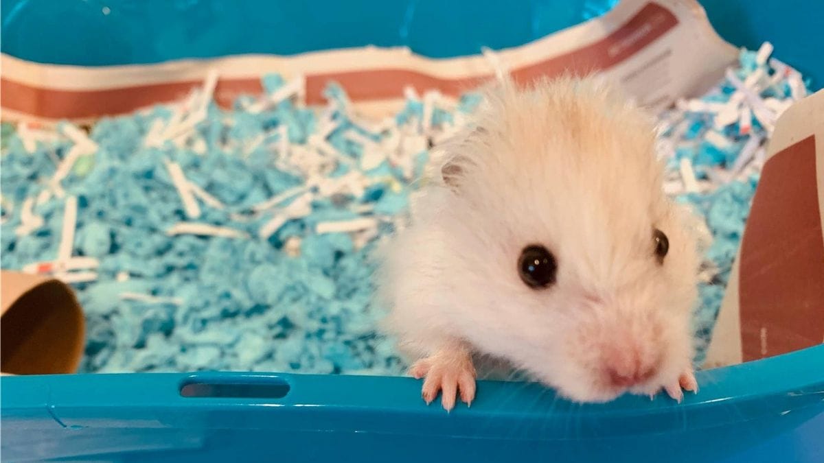 Chú chuột Hamster