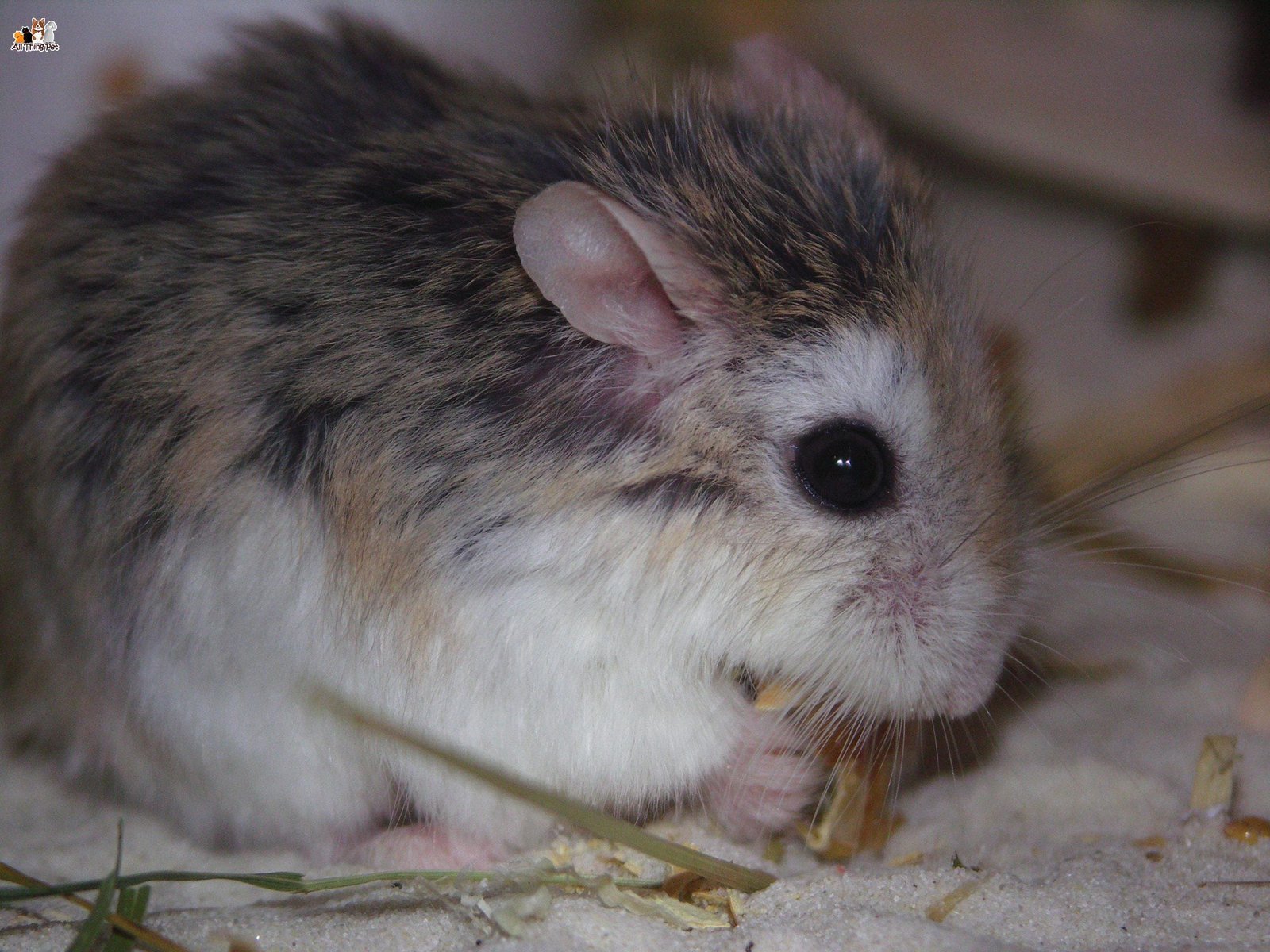 Lời khuyên cho những ai đang có ý định nuôi chú chuột Hamster