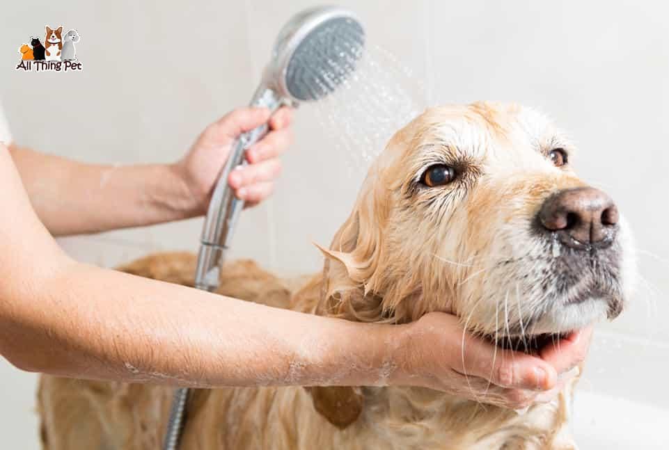 Mách bạn 4 loại sữa tắm cho chó Poodle cực tốt dưới đây