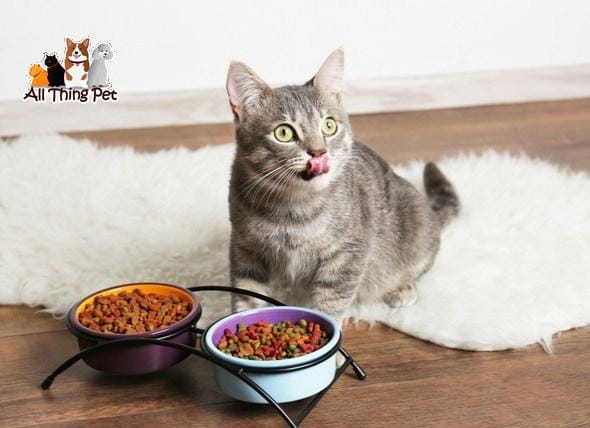Mách bạn các loại thức ăn hạt cho mèo được lòng chủ nuôi nhất