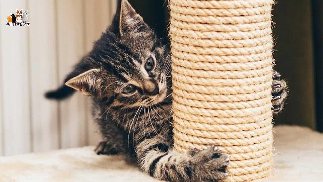 Mách bạn những điều phải làm khi mèo cào đồ đạc trong nhà