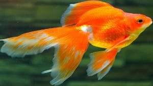 Cá chép vàng phong thủy