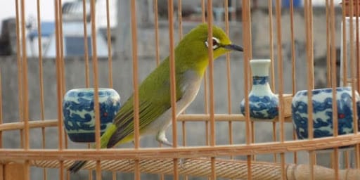 Chuẩn bị lồng chim hợp lý khoa học